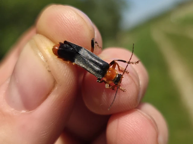 Cantharis livida - mezei lágybogár