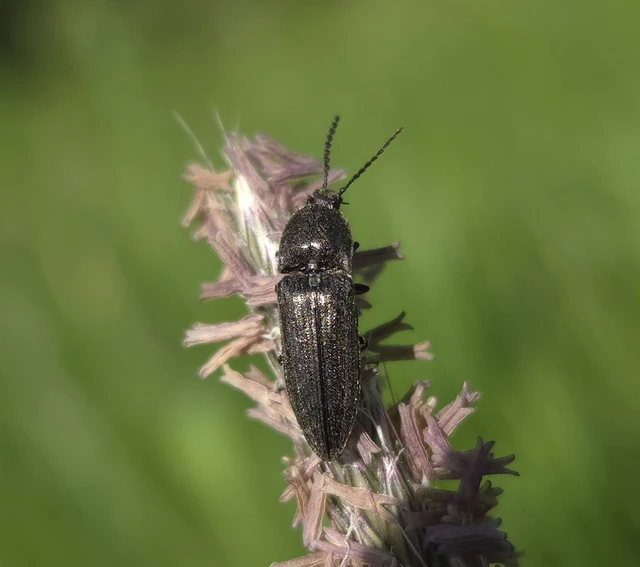 Cidnopus pilosus - szőrös pattanó