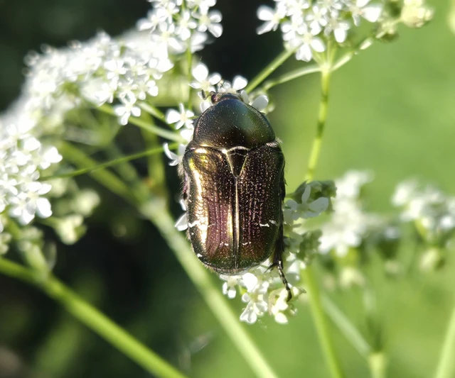 Cetonia aurata - aranyos virágbogár