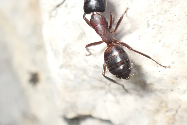 Camponotus ligniperda - faodvasító lóhangya