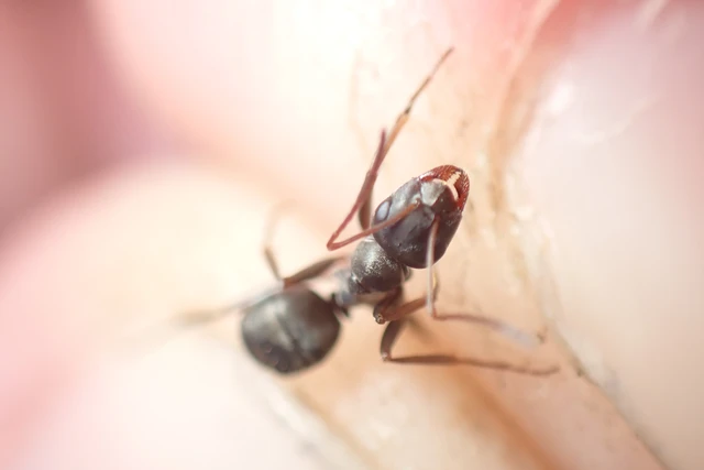 Formica fusca - kormos rabszolgahangya