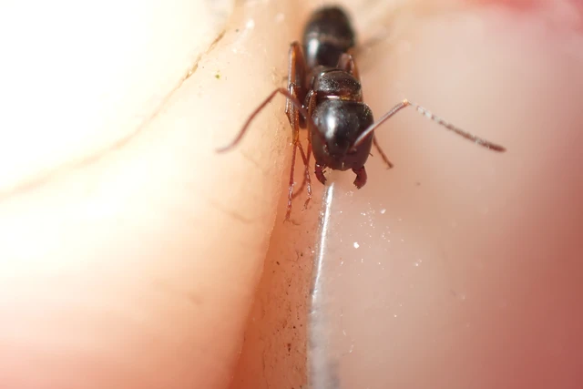 Camponotus fallax - ligeti lóhangya