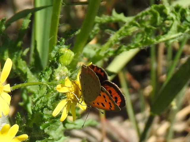 Lycaena phlaeas - közönséges tűzlepke