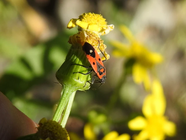 Melanocoryphus albomaculatus - nagy fehérfoltos-bodobács