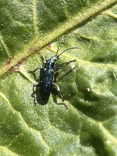Plateumaris sericea - selymes nádbogár