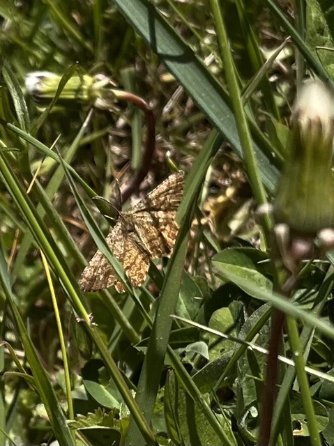 Ematurga atomaria - barna rétiaraszoló