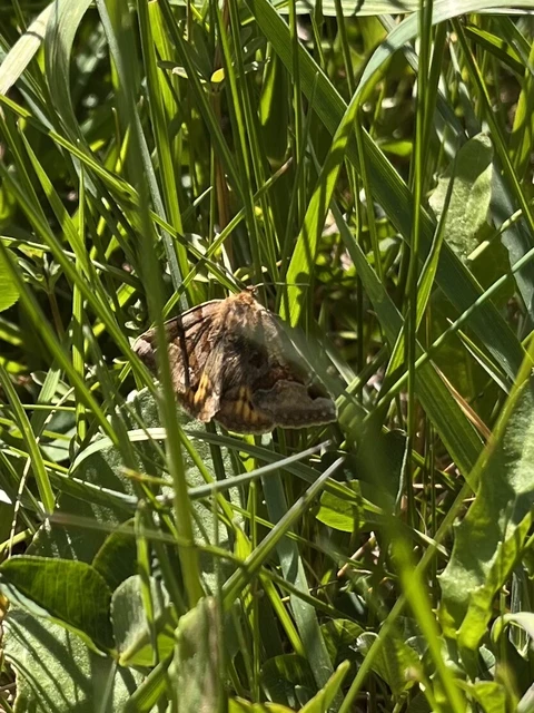 Euclidia glyphica - közönséges nappalibagoly