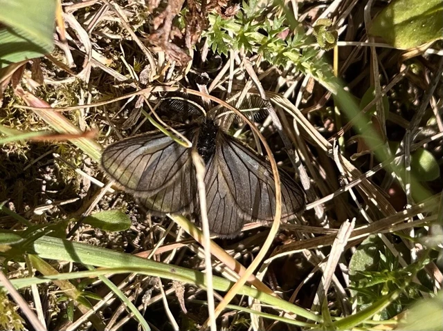 Pentophera morio - réti gyapjaslepke