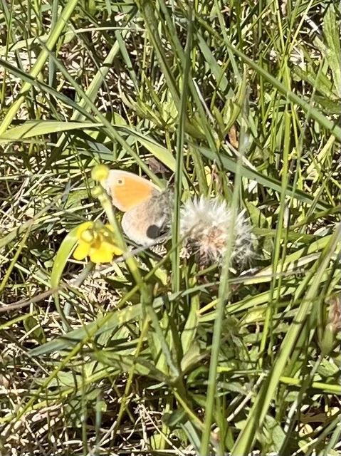 Coenonympha pamphilus - kis szénalepke