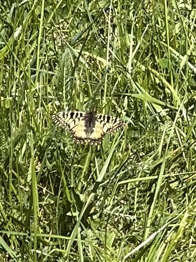 Zerynthia polyxena - farkasalmalepke