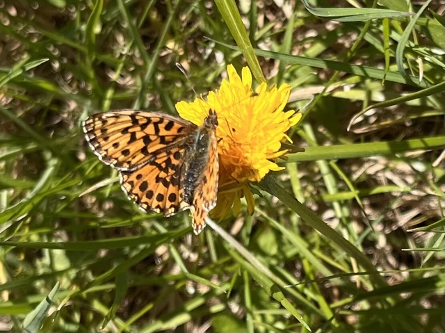 Boloria dia - kis gyöngyházlepke