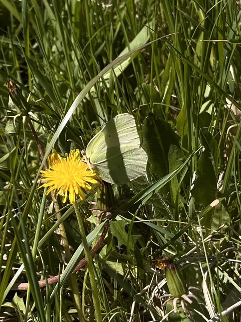 Gonepteryx rhamni - citromlepke