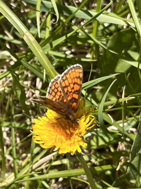 Melitaea athalia - közönséges tarkalepke