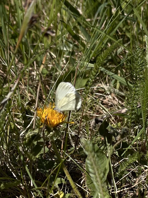 Leptidea sinapis - mustárlepke