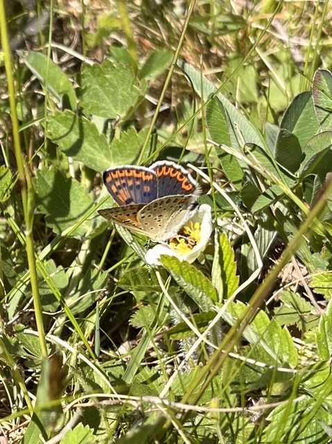 Lycaena tityrus - barna tűzlepke