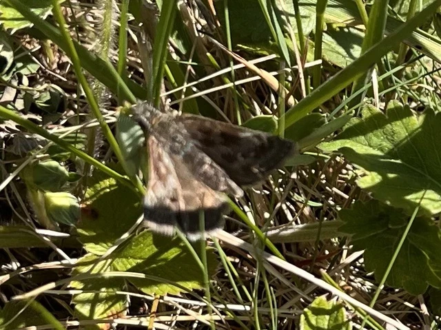 Erynnis tages - cigánylepke