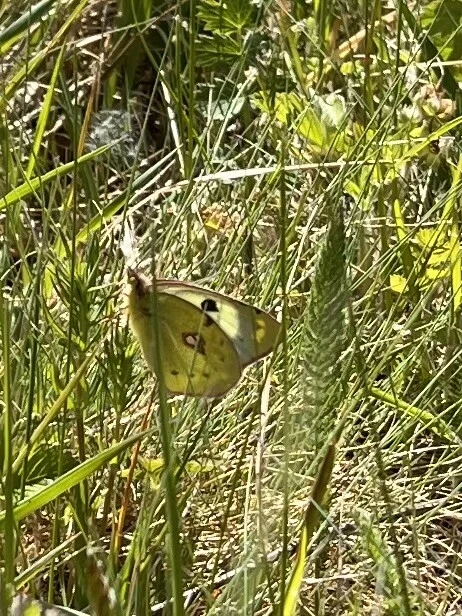 Colias alfacariensis - déli kéneslepke