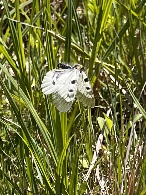 Parnassius mnemosyne - kis apollólepke