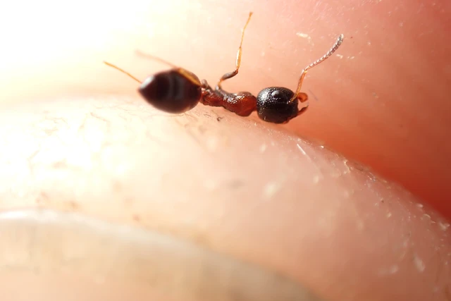 Dolichoderus quadripunctatus - négypettyes erdeihangya