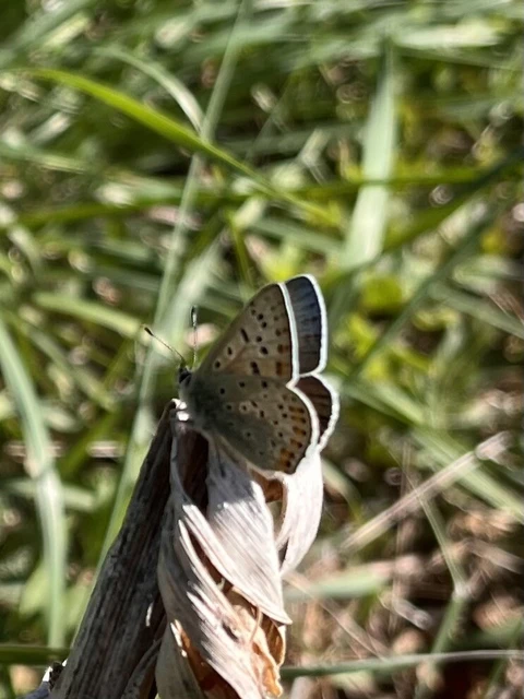 Lycaena tityrus - barna tűzlepke