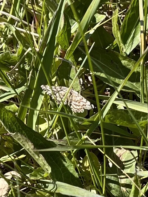 Ematurga atomaria - barna rétiaraszoló