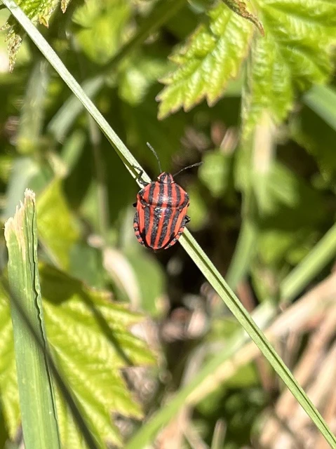 Graphosoma italicum - csíkos pajzsospoloska