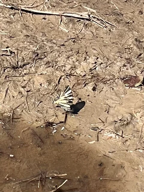 Iphiclides podalirius - kardoslepke