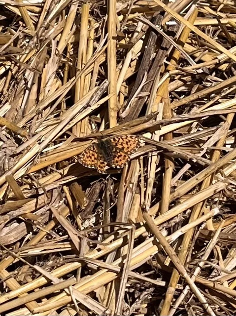 Boloria dia - kis gyöngyházlepke