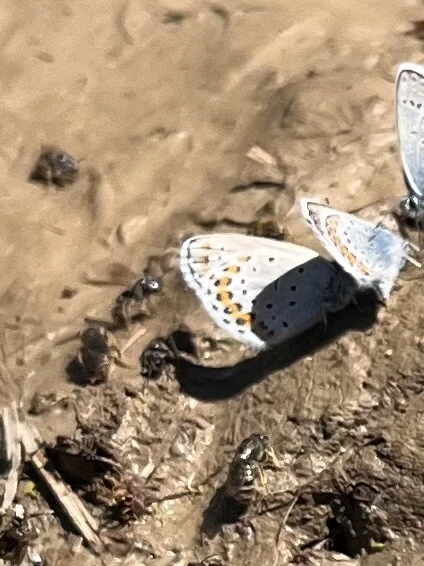 Plebejus argyrognomon - tintakék boglárka
