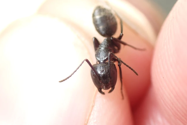 Camponotus vagus - fekete lóhangya