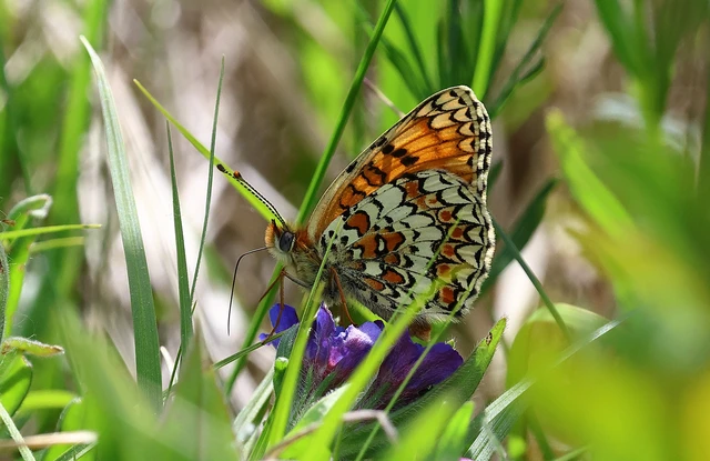 Melitaea phoebe - nagy tarkalepke