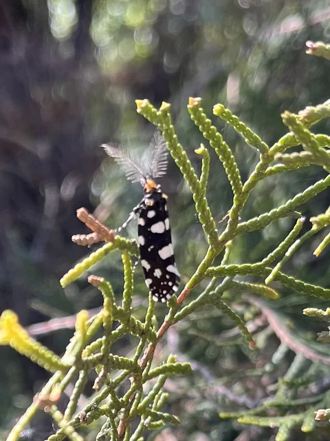 Euplocamus anthracinalis - fésűscsápú korhadékmoly