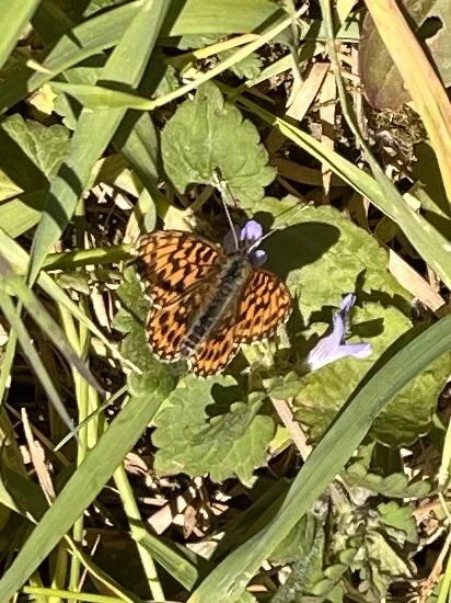 Boloria dia - kis gyöngyházlepke