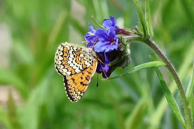 Melitaea ornata kovacsi - magyar tarkalepke