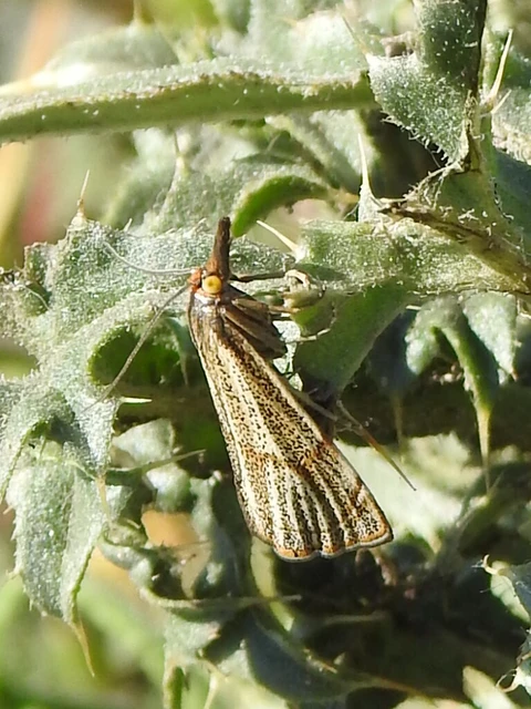 Thisanotia chrysonuchella - tavaszi fűgyökérmoly