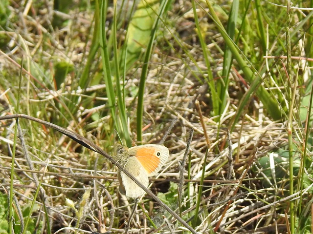 Coenonympha pamphilus - kis szénalepke