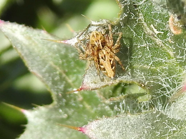 Oxyopes heterophthalmus - homoki hiúzpók
