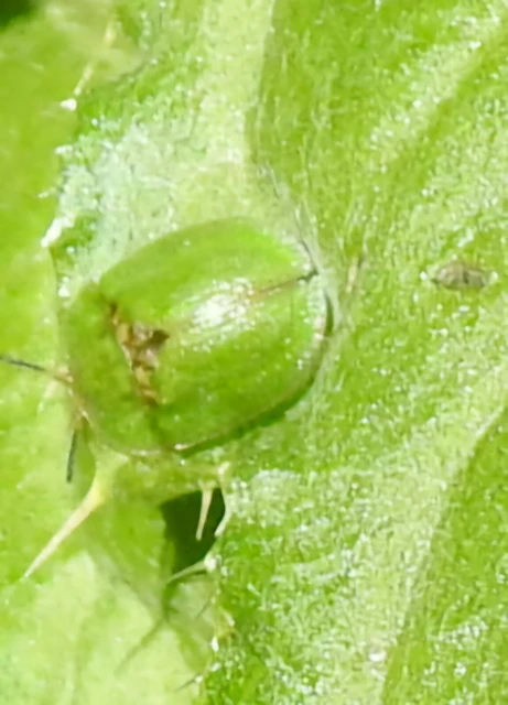 Cassida rubiginosa - lapos pajzsbogár