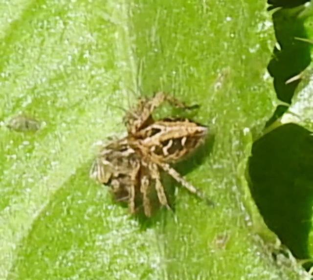 Oxyopes