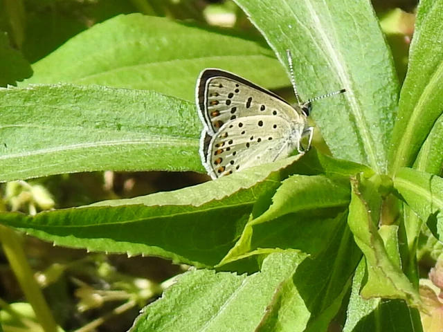 Lycaena tityrus - barna tűzlepke