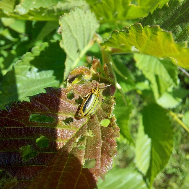 Xanthogalerucella luteola - szilfa-olajosbogár
