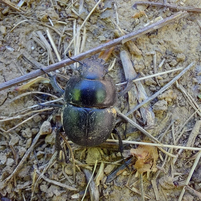 Lethrus apterus - nagyfejű csajkó
