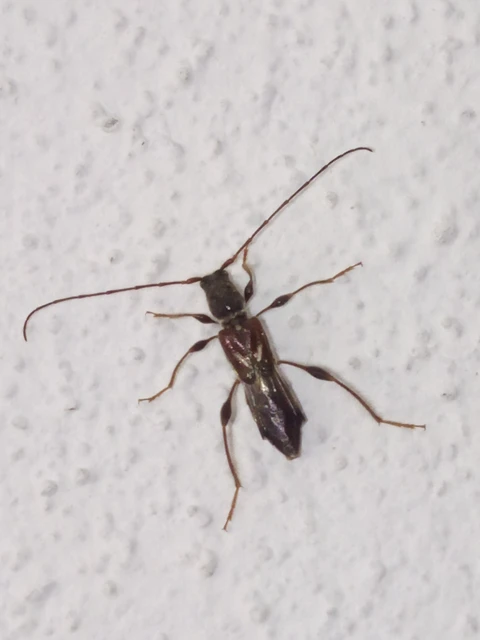 Molorchus minor - kis légycincér