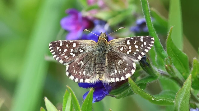 Pyrgus malvae - kis busalepke