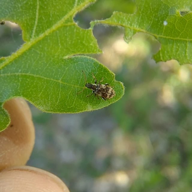 Oedecnemidius varius - tarka tölgyormányos