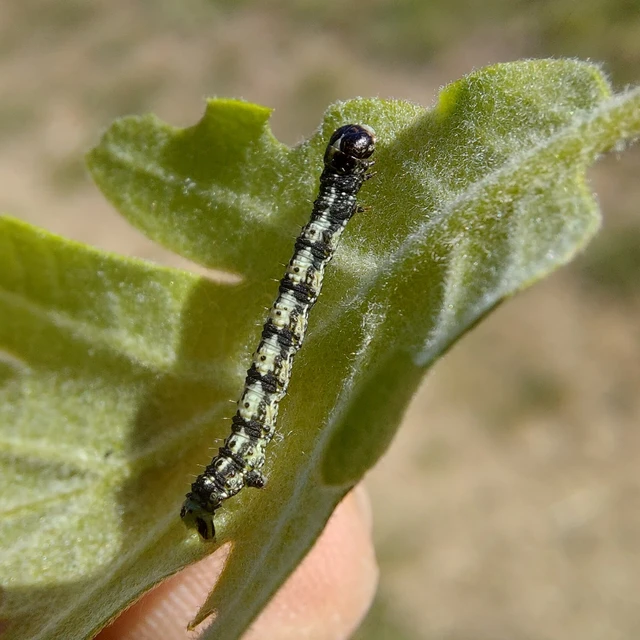 Agriopis leucophaearia - tölgy-tavasziaraszoló
