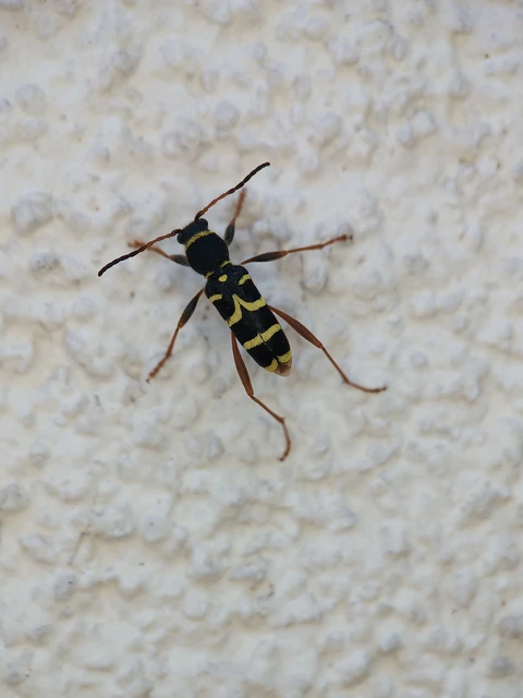 Clytus arietis - közönséges darázscincér