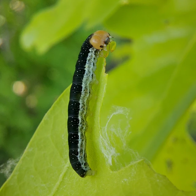 Asphalia ruficollis - vörösnyakú pihésszövő