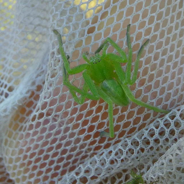 Micrommata virescens - hunyópók