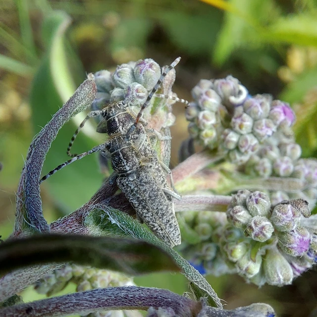 Pilemia tigrina - atracélcincér
